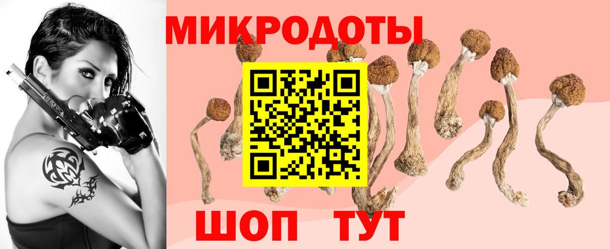Галлюциногенные грибы Psilocybe Красноярск